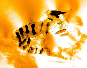 Tiger abstrakt