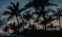 Palm trees Key West by Amber den Oudsten thumbnail