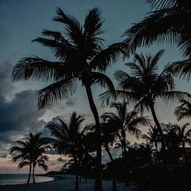 Palmbomen Key West van Amber den Oudsten
