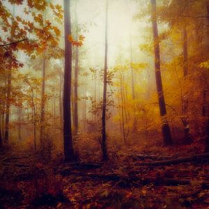 Rainwood - October Forest van Dirk Wüstenhagen