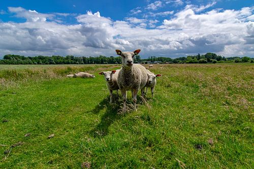 Mère protège ses enfants