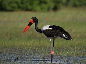 Sattelstorch (Ephippiorhynchus senegalensis)