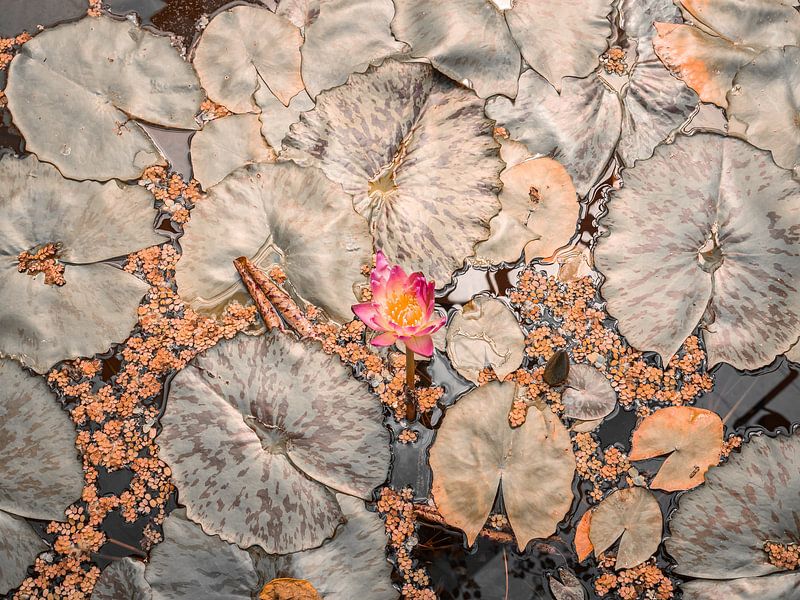 Waterlelies in kunstkleuren van Mustafa Kurnaz