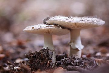 Mushrooms in autumn. by Esther Maria