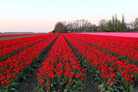 Tulips by Jan Albada