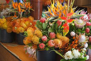 Tropische bloemen sur Michel van Kooten