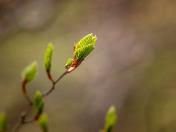Le printemps dans la forêt sur Anke de Haan