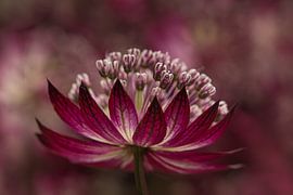 Astrantia Major für Bündel mit anderen Astrantia Major von Marjolijn van den Berg