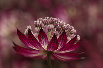 Astrantia Major für Bündel mit anderen Astrantia Major