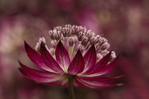 Zeeuws Knoopje voor bos met andere Zeeuwse knoopjes (Astrantia Major)