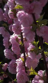 Bloesems in de bloei by Job Westerduin