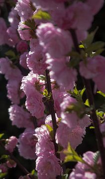 Bloesems in de bloei