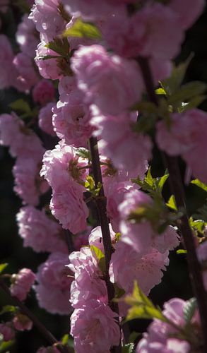 Bloesems in de bloei von Job Westerduin