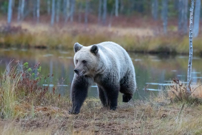 Brown bear by Merijn Loch