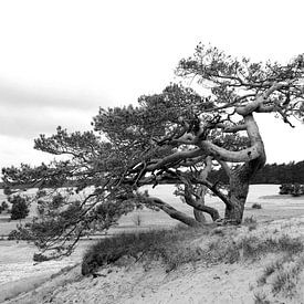 Lone Scots pine in black and white by Rini Kools