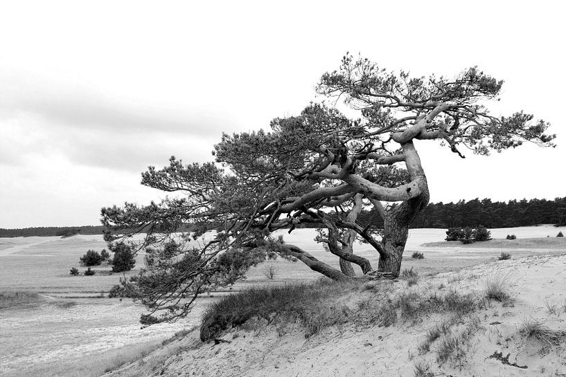Einsame Fliegenkiefer auf der Veluwe in schwarz-weiß von Rini Kools