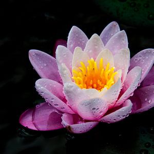 Pink lily