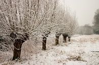 Amsterdam Forest by Frank Hendriks thumbnail