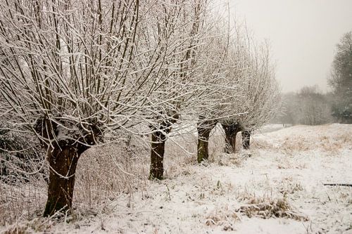 Amsterdamer Wald