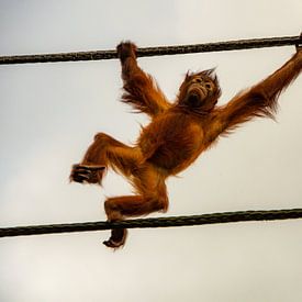 On my way to the top! by Michael van Eijk