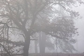 bomen in de mist