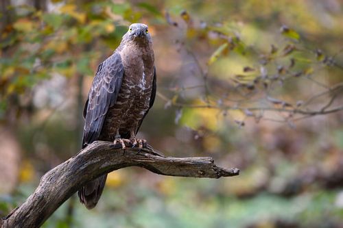 Honey buzzard