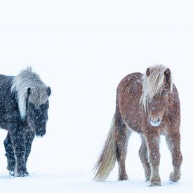 Paarden van Minie Drost