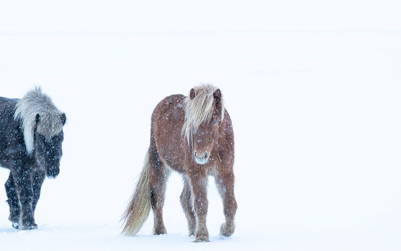 Paarden van Minie Drost