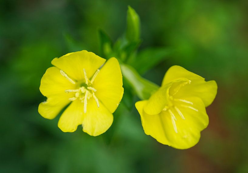 Evening Primrose Flowers 08 by Iris Holzer Richardson