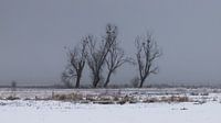 a winter landscape van Koen Ceusters thumbnail