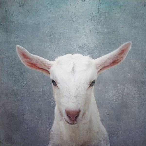 The Goat Who Stares At Men by Western Exposure
