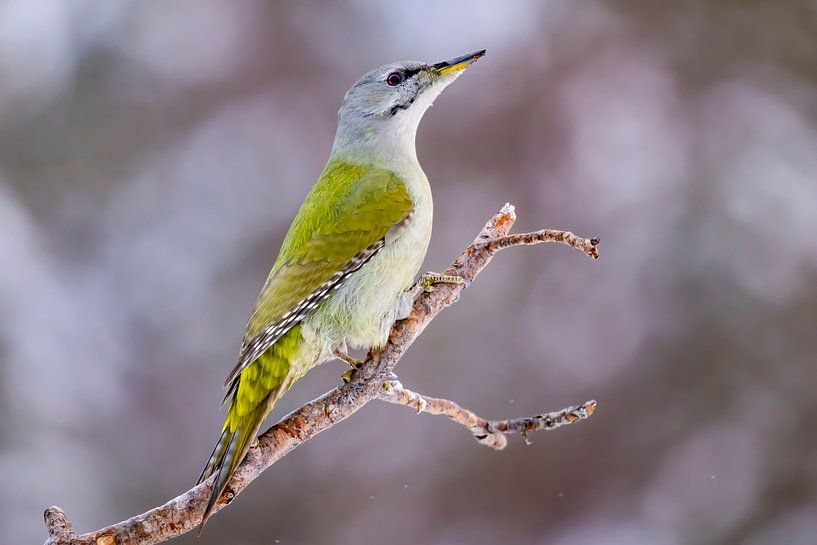 The Grey-headed Woodpecker or Greylag Woodpecker (Picus canus) by Gert Hilbink