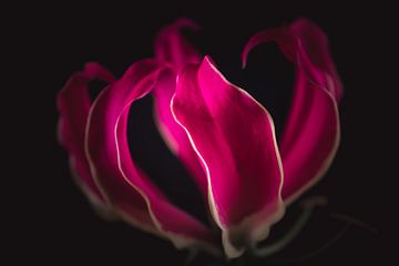 Flame lily flower van Sandra Hazes