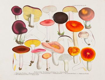 Boletes, edible, harmful and suspicious mushrooms by Teylers Museum
