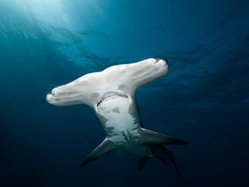 Grand requin marteau sur Ramon Stijnen