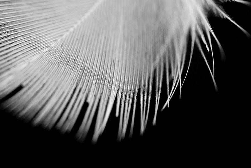 Weiße Feder von Evelyne Renske