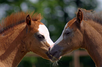 young foals