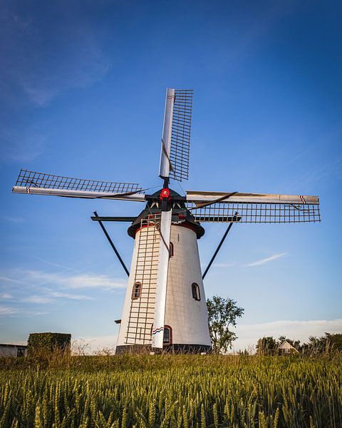 Witte Molen Meeuwen Holland von Zwoele Plaatjes