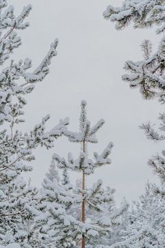 Besneeuwde dennenbomen in Zweeds Lapland