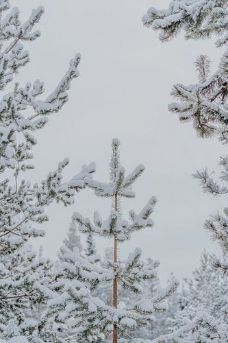 Snowy pine trees in Swedish Lapland