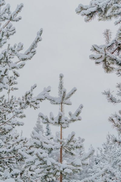Snowy pine trees in Swedish Lapland by sonja koning