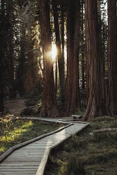 Amerika - Holzdeck im Wald mit Sonnenschein | Kalifornien, Vereinigte Staaten von Sanne Dost