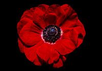 Poppy Rhoeas