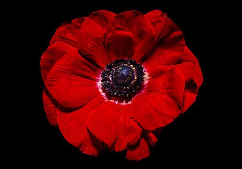 Poppy Rhoeas