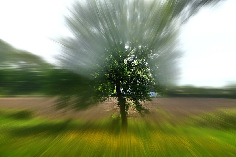 explosion d'un arbre par Edgar Schermaul