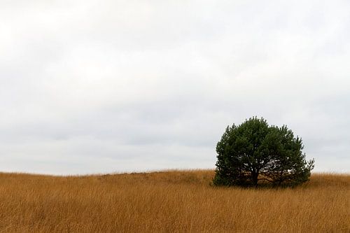 Hoge Veluwe