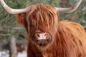 Portrait d'un Highlander écossais