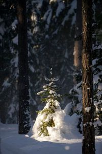 Parmi les géants