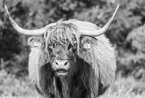 Highlander écossais