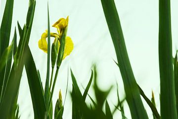 En fleurs sur tim eshuis